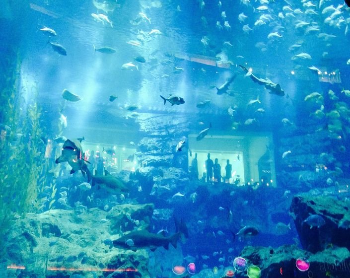 Dubai Aquarium 4