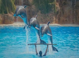 Dolphin Show4